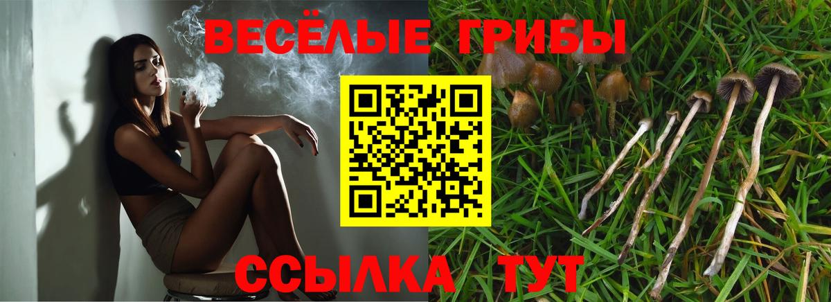 закладка  Псилоцибиновые грибы ЛСД  Вятские Поляны  Вход с VPN  Псилоцибиновые грибы Psilocybe 